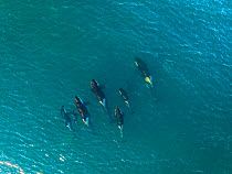 Orca (Orcinus orca) pod, aerial view. Punta Norte, Valdez Peninsula, Argentina. April.