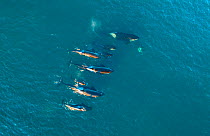 Orca (Orcinus orca) pod, aerial view. Punta Norte, Valdez Peninsula, Argentina. April.