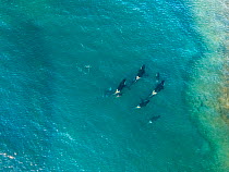 Orca (Orcinus orca) pod hunting in channel, aerial view. Punta Norte, Valdez Peninsula, Argentina. April 2018.