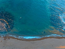 Orca (Orcinus orca) two patrolling coastal waters in channel between rocks. South American sealion (Otaria flavescens) group on shore. Aerial view, Punta Norte, Valdez Peninsula, Argentina. April 2018...