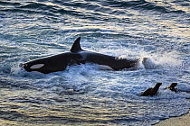 Orca (Orcinus orca) hunting South American sealion (Otaria flavescens) close to shore. Punta Norte, Valdez Peninsula, Argentina. April.