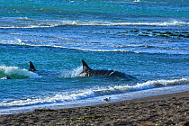 Orca (Orcinus orca) pod hunting in coastal waters close to shore. Punta Norte, Valdez Peninsula, Argentina. April.