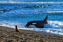 South American sealion (Otaria flavescens) on beach watching Orca (Orcinus orca) with sealion in mouth. Orca beaching itself in shallow water. Punta Norte, Valdez Peninsula, Argentina. April.