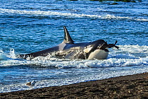 Orca (Orcinus orca) with South American sealion (Otaria flavescens) in mouth, beaching itself on shore. Punta Norte, Valdez Peninsula, Argentina. April.
