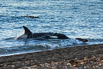 Orca (Orcinus orca) hunting South American sealion (Otaria flavescens) close to shore. Punta Norte, Valdez Peninsula, Argentina. May.