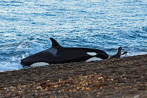 Orca (Orcinus orca) hunting South American sealion (Otaria flavescens), beaching itself on shore. Punta Norte, Valdez Peninsula, Argentina. May.