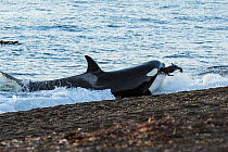 Orca (Orcinus orca) with South American sealion (Otaria flavescens) in jaw, hunting along shore, view from beach. Punta Norte, Valdez Peninsula, Argentina. May.