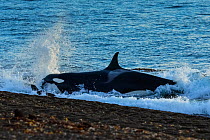 Orca (Orcinus orca) hunting South American sea lion (Otaria flavescens) along shore. Punta Norte, Valdez Peninsula, Argentina. May.