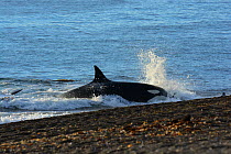 Orca (Orcinus orca) hunting along shore. Punta Norte, Valdez Peninsula, Argentina. May.