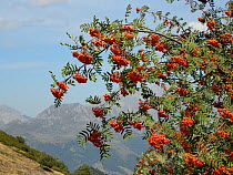 Mountain ash / Rowan tree (Sorbus aucuparia) laden with berries, near Puerto de San Glorio, Picos de Europa mountains, Cantabria, Spain, August 2016.