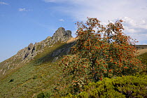 Mountain ash / Rowan tree (Sorbus aucuparia) laden with berries with Pena Llesba in the background, Puerto de San Glorio, Cantabria, Spain, August.