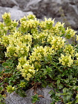 Hyssop-Leafed Mountain Tea / Ironwort (Sideritis hyssopifolia) flowering on a mountain slope in a limestone rock crevice, Covadonga, Picos de Europa, Asturias, Spain, August.