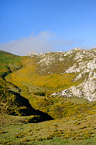 Mountain slopes covered in Western gorse bushes (Ulex gallii), near Sotres, Picos de Europa, Asturias, Spain, August 2016.