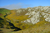 Mountain slopes covered in Western gorse bushes (Ulex gallii), near Sotres, Picos de Europa, Asturias, Spain, August 2016.