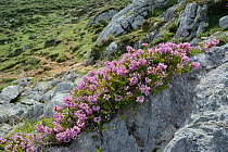 Cornish heath (Erica vagans) clump flowering among limestone rocks on montane pastureland, above the Lakes of Covadonga, at 1300m, Picos de Europa, Asturias, Spain, August.