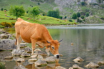 Asturian mountain cow (Bos taurus) drinking from Lake Enol, Lakes of Covadonga, Picos de Europa, Asturias, Spain, Augsut,