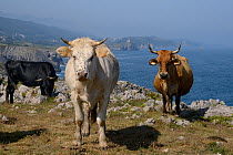 Asturian mountain cattle (Bos taurus) on clifftop grassland with Atlantic sea in the background, near Buelna, Asturias, Spain, August.