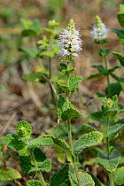 Apple mint / Round-leaved mint (Mentha suaveolens = Mentha rotundifolia) flowering on a mountain slope, Salarzon, Picos de Europa, Cantabria, Spain, August.