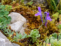 Alpine Toadflax (Linaria alpina filicaulis) flowering on a mountain slope among limestone rocks, Covadonga, Picos de Europa, Asturias, Spain, August.