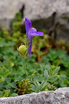 Alpine Toadflax (Linaria alpina filicaulis) flower and developing seed pod on mountain slope among limestone rocks, Covadonga, Picos de Europa, Asturias, Spain, August.