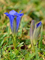 Pyrenean trumpet gentian (Gentiana occidentalis), an endemic species of northern Spain and the Pyrenees, in bloom on a mountain slope, above the Lakes of Covadonga, Picos de Europa, Asturias, Spain, A...