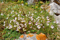 Alpine eyebright (Euphrasia alpina) flowering on montane pastureland among limestone rocks, Covadonga, Picos de Europa, Asturias, Spain, August.