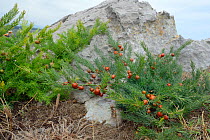 Wild asparagus (Asparagus officinalis), an IUCN Red List species, with red fruits, growing among limstone rocks on coastal headland, Pria, near Ribadesella, Asturias, Spain, August.