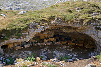 Sheep (Ovis aries) sheltering from hot midday sunshine in a small limestone cave, Vegas de Sotres (or Vegas del Toro), near Sotres, Picos de Europa, Asturias, Spain, August 2016.