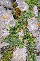 Livelong saxifrage (Saxifraga paniculata) and Maidenhair spleenwort (Asplenium trichomanes) growing in limestone rock crevices, Covadonga, Picos de Europa, Asturias, Spain, August.