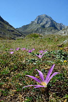 Pyrenean merendera / False meadow saffron (Merendera pyrenaica / Colchicum montanum) flowering on montane pastureland, Vegas de Sotres, Picos de Europa, Asturias, Spain, August.