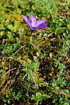 Oviedo bellflower (Campanula arvatica) endemic to northern Spain, in bloom on a mountain slope, Covadonga, Picos de Europa, Asturias, Spain, August.