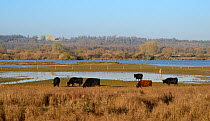 Dexter cattle (Bos taurus) grazing the grassy margins of Rutland Water reservoir with Burley-On-The-Hill House in the background, Rutland, UK, November.