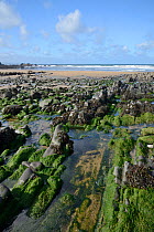 Duckpool Beach and rock pools at low tide, with a variety of green and brown algae covering rocks, near Bude, Cornwall, UK, September 2018.