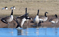 Canada goose (Branta canadensis) sliding on ice past others watching it as it lands on a frozen marshland pool, Gloucestershire, UK, February.