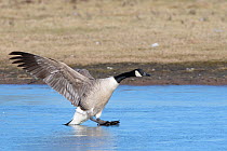 Canada goose (Branta canadensis) sliding on ice as it lands on a frozen marshland pool, Gloucestershire, UK, February.