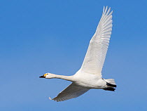Bewick&#39;s swan (Cygnus columbianus bewickii) in flight overhead, Gloucestershire, UK, February.