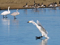 Bewick&#39;s swan (Cygnus columbiana bewickii) sliding on ice as it lands on a frozen marshland pool with other swans and Canada geese (Branta canadensis) in the background, Gloucestershire, UK, Febru...
