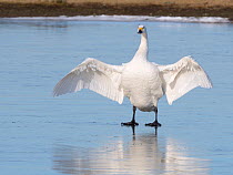 Bewick&#39;s swan (Cygnus columbiana bewickii) flapping its wings as it stands on a frozen marshland pool, Gloucestershire, UK, February.