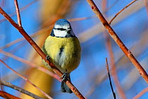Blue tit (Parus caeruleus) perched on a Willow (Salix sp.) tree branch, Gloucestershire, UK, February.