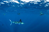 Striped marlin (Tetrapturus audax) hunting, free divers taking photographs in background. Magdalena Bay, Baja California Sur, Pacific Ocean, Mexico.