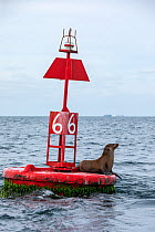 California sea lion ( Zalophus californianus), rests on buoy, Magdalena Bay, Baja California Sur, Mexico.