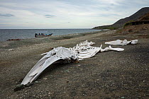 Grey whale (Eschrichtius robustus) skeleton on beach. Magdalena Island, Magdalena Bay, Baja California Sur, Mexico.