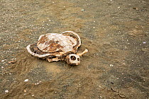 Turtle shell skeleton on sandy beach. Magdalena Island, Magdalena Bay, Baja California Sur, Mexico.