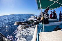 Free divers preparing to photograph Striped marlin feeding on Sardine bait ball. Magdalena Bay, Baja California Sur, Mexico.