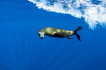 California sealion (Zalophus californianus) swimming. Magdalena Bay, Baja California Sur, Pacific Ocean, Mexico