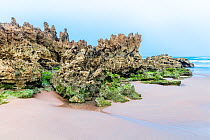 Dragon shaped rock with green algae on the Amoreira beach, Aljezur, Alentejo region, Portugal. May 2017.