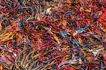 Colourful display of detached mixed seaweed, as photographed on the Snaefellsnes coast near Ondverdarnes lighthouse, West Iceland. May 2016.