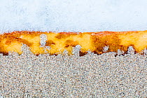 Detail of a piece of of kelp seaweed (Laminaria hyperborea) with snow and sand, as photographed on Bosta beach, Isle of LewisScotland, UK, February.