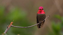 Male Anna's hummingbird (Calypte anna) flying back and forth from its perch, hunting gnats swarming nearby, Southern California, USA, January.