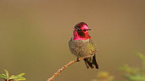Male Anna's hummingbird (Calypte anna) stretching, ruffling feathers and taking flight, Southern California, USA, January.